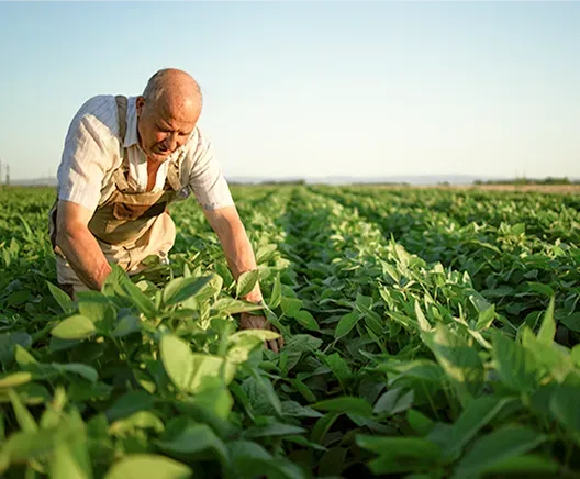 Farmers