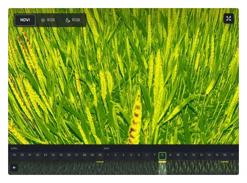 Surveillance en temps réel de la santé des plantes par photo