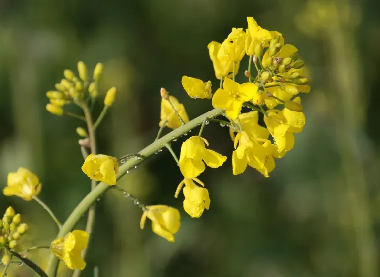 Canola (Brassica napus)