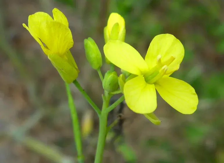 Feldsenf (Brassica rapa)