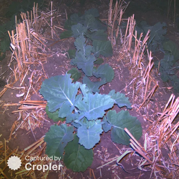 Raps, 1. September 2024