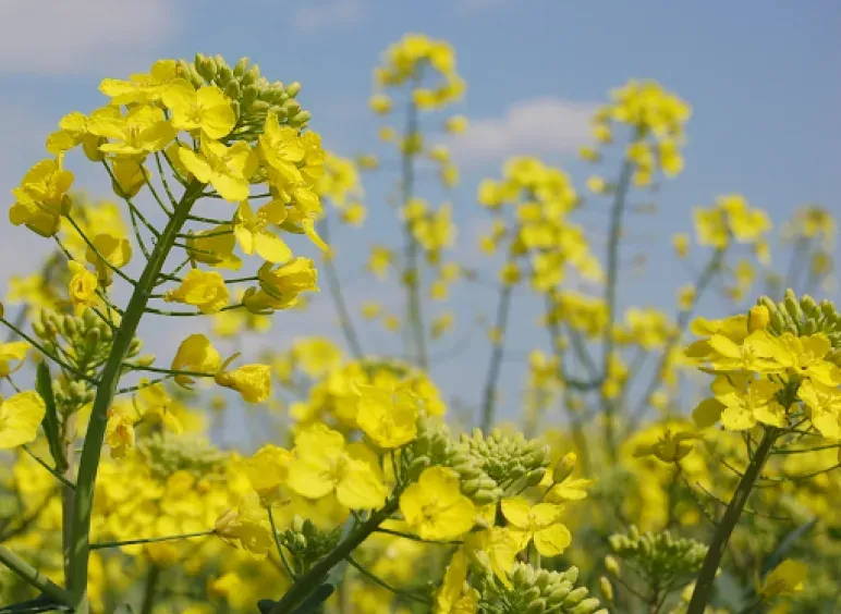 Echte Rapssaat (Brassica napus)