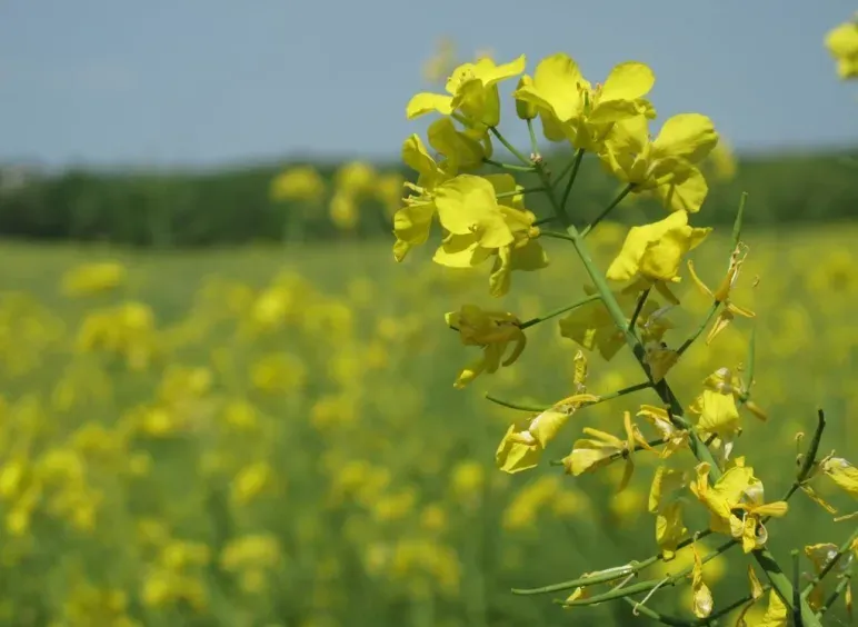 Indischer Senf (Brassica juncea)