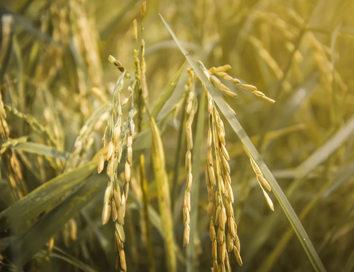 Le riz : faits marquants