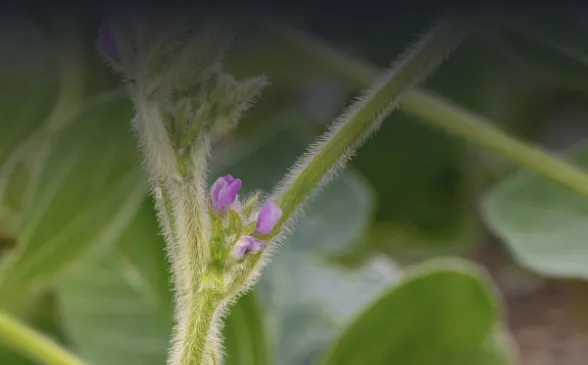 Beginn der Blüte (R1)