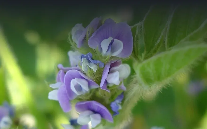 Full bloom (R2)